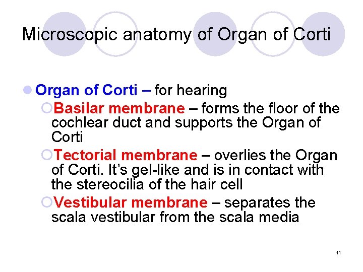 Microscopic anatomy of Organ of Corti l Organ of Corti – for hearing ¡Basilar