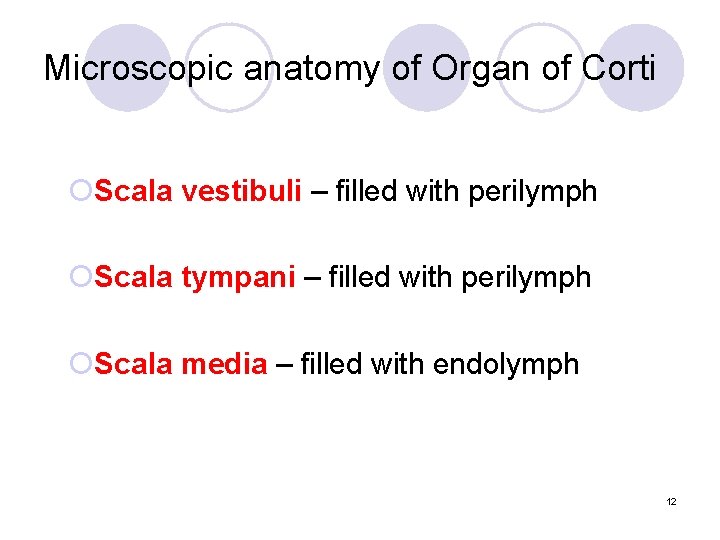 Microscopic anatomy of Organ of Corti ¡Scala vestibuli – filled with perilymph ¡Scala tympani