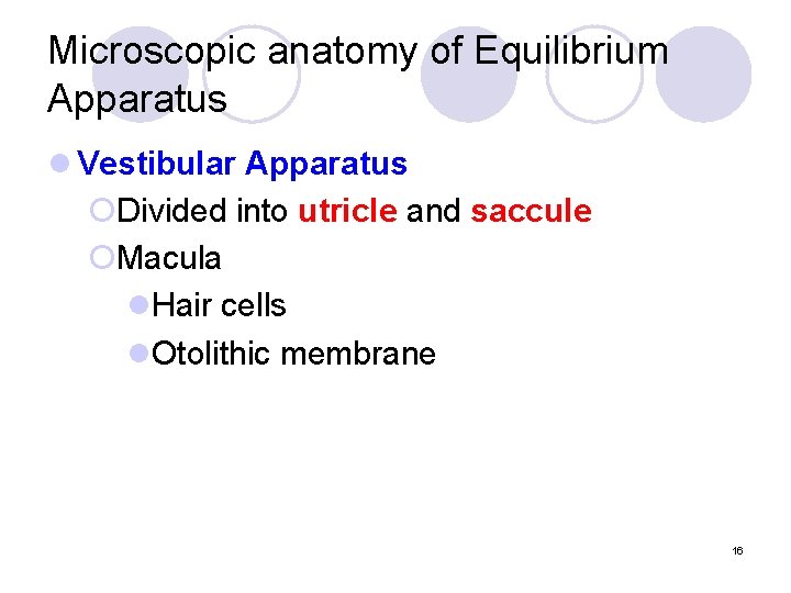 Microscopic anatomy of Equilibrium Apparatus l Vestibular Apparatus ¡Divided into utricle and saccule ¡Macula