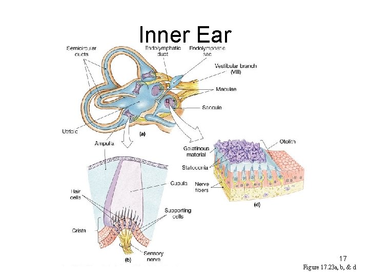 Inner Ear 17 Figure 17. 23 a, b, & d 