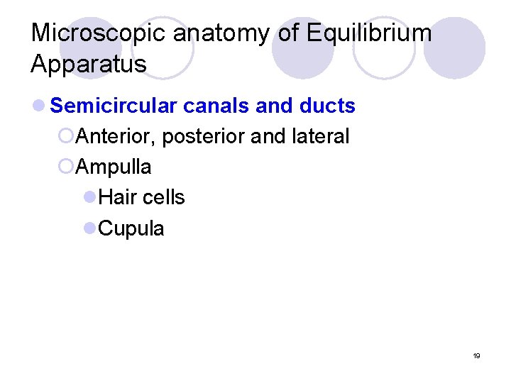 Microscopic anatomy of Equilibrium Apparatus l Semicircular canals and ducts ¡Anterior, posterior and lateral