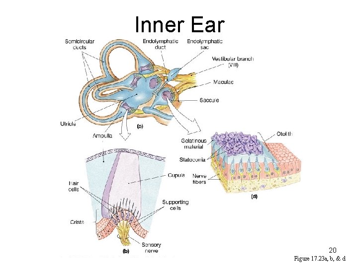 Inner Ear 20 Figure 17. 23 a, b, & d 