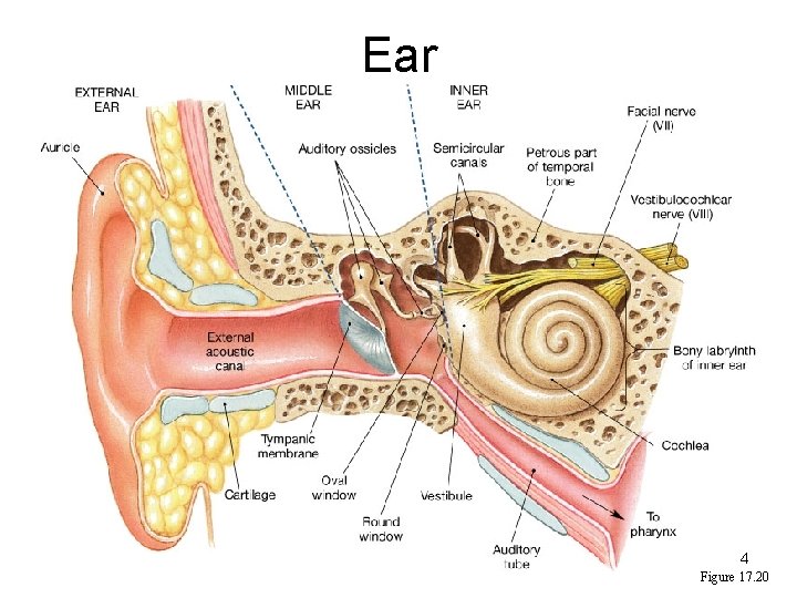 Ear 4 Figure 17. 20 