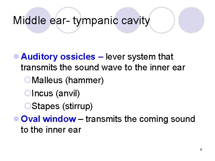 Middle ear- tympanic cavity l Auditory ossicles – lever system that transmits the sound