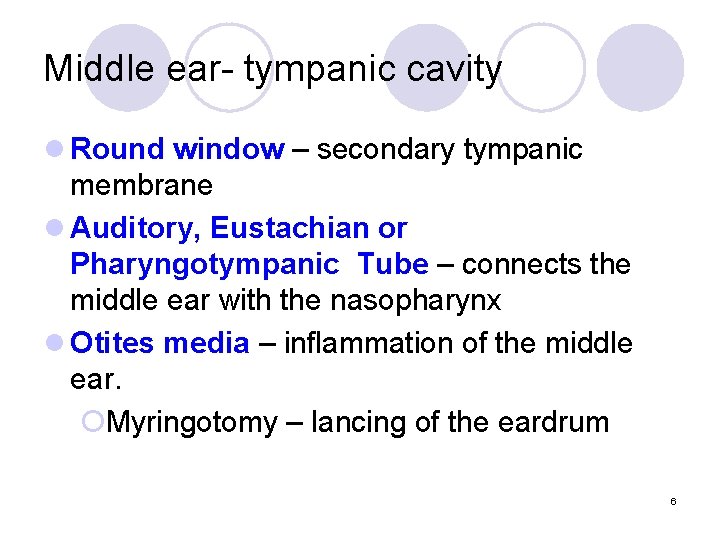 Middle ear- tympanic cavity l Round window – secondary tympanic membrane l Auditory, Eustachian