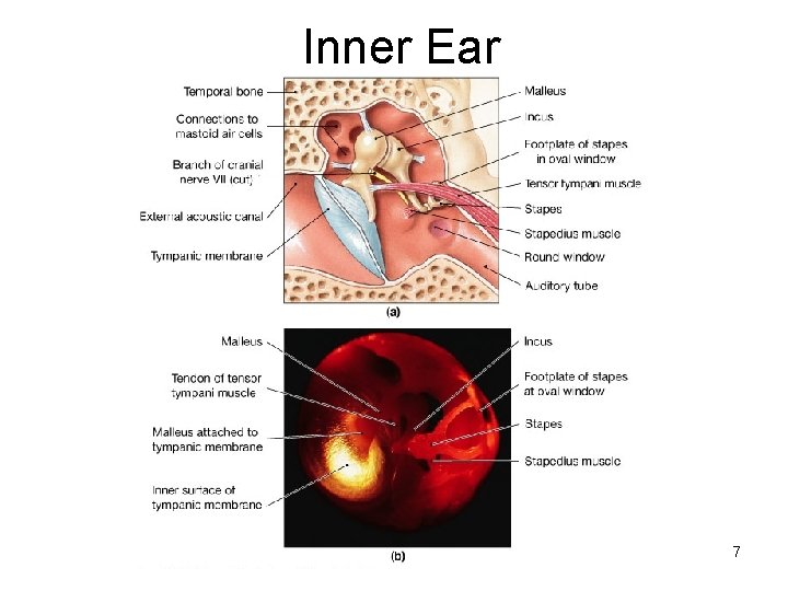 Inner Ear 7 