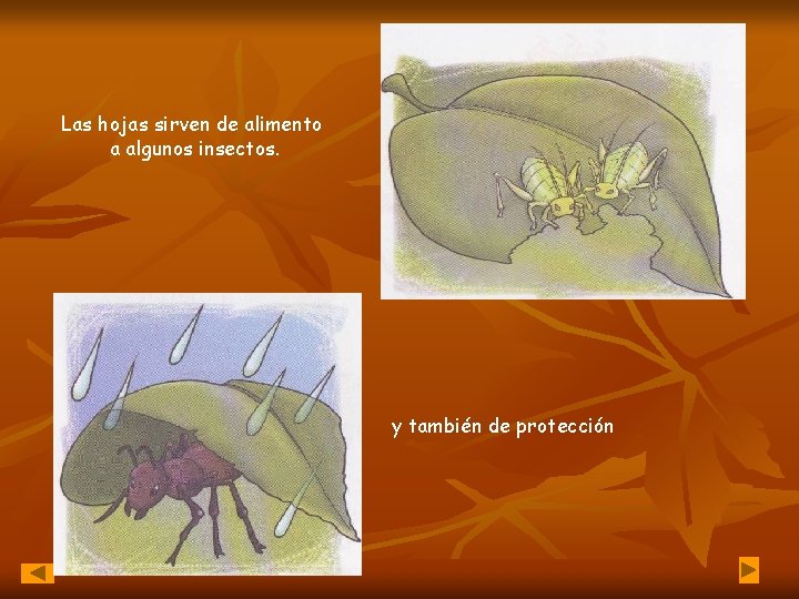 Las hojas sirven de alimento a algunos insectos. y también de protección 