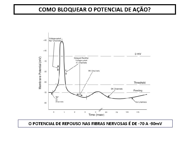 COMO BLOQUEAR O POTENCIAL DE AÇÃO? O POTENCIAL DE REPOUSO NAS FIBRAS NERVOSAS É