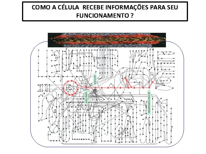 COMO A CÉLULA RECEBE INFORMAÇÕES PARA SEU FUNCIONAMENTO ? 