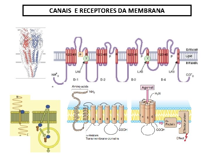 CANAIS E RECEPTORES DA MEMBRANA 