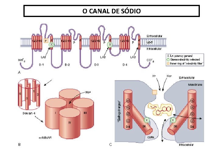 O CANAL DE SÓDIO 