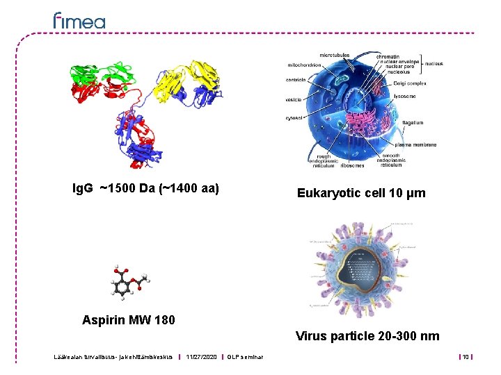 Ig. G ~1500 Da (~1400 aa) Eukaryotic cell 10 μm Aspirin MW 180 Virus