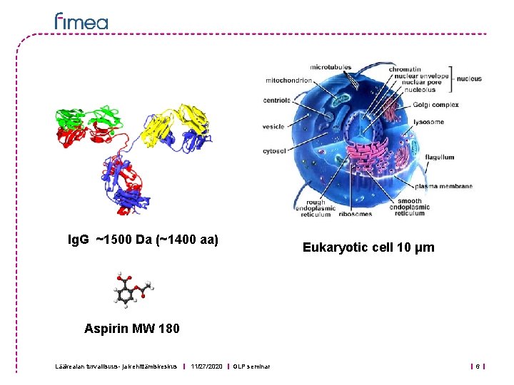 Ig. G ~1500 Da (~1400 aa) Eukaryotic cell 10 μm Aspirin MW 180 Lääkealan