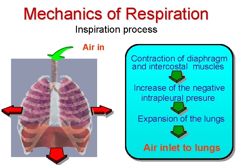 Mechanics of Respiration Inspiration process Air in Contraction of diaphragm and intercostal muscles Increase Mechanics of Respiration Inspiration process Air in Contraction of diaphragm and intercostal muscles Increase