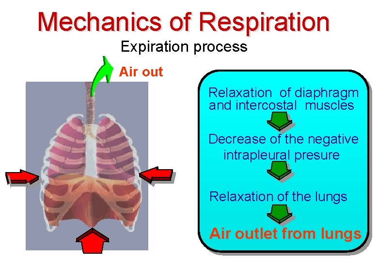 Mechanics of Respiration Expiration process Air out Relaxation of diaphragm and intercostal muscles Decrease Mechanics of Respiration Expiration process Air out Relaxation of diaphragm and intercostal muscles Decrease