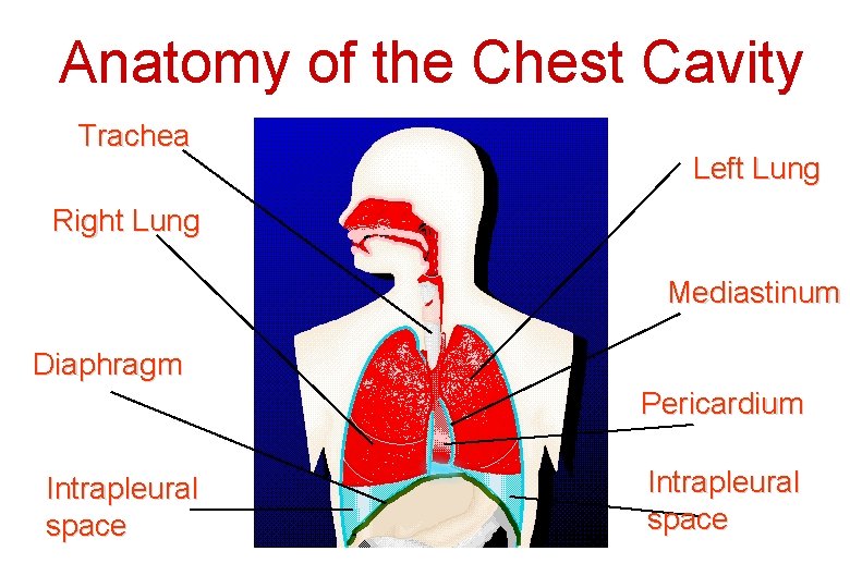 Anatomy of the Chest Cavity Trachea Left Lung Right Lung Mediastinum Diaphragm Pericardium Intrapleural Anatomy of the Chest Cavity Trachea Left Lung Right Lung Mediastinum Diaphragm Pericardium Intrapleural