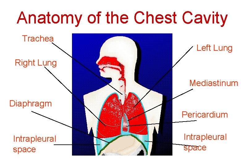 Anatomy of the Chest Cavity Trachea Left Lung Right Lung Mediastinum Diaphragm Pericardium Intrapleural