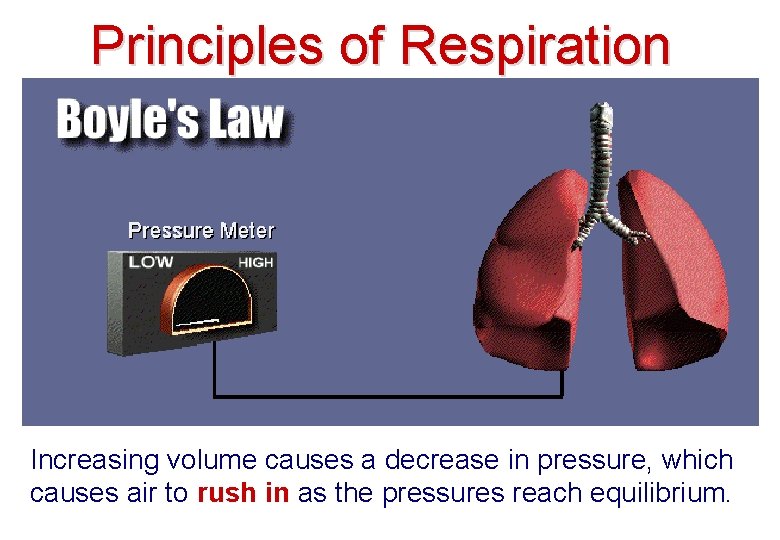 Principles of Respiration Increasing volume causes a decrease in pressure, which causes air to Principles of Respiration Increasing volume causes a decrease in pressure, which causes air to