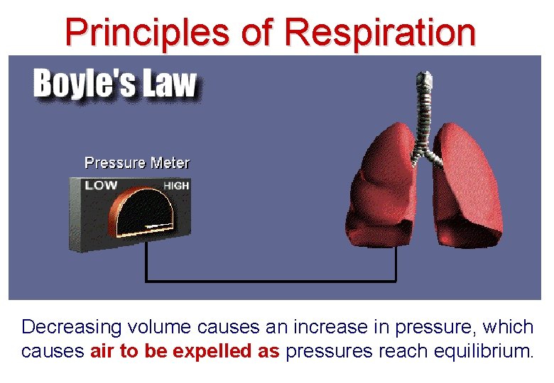 Principles of Respiration Decreasing volume causes an increase in pressure, which causes air to