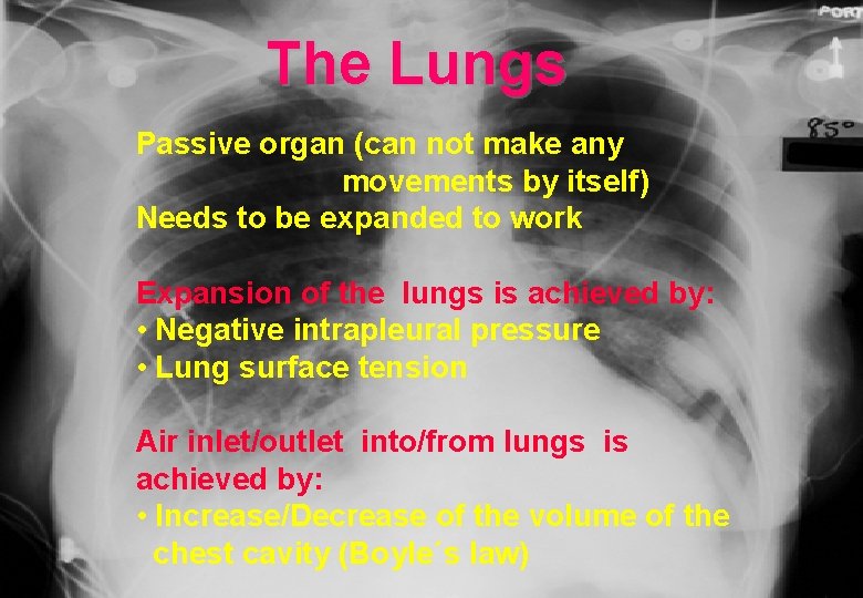 The Lungs Passive organ (can not make any movements by itself) Needs to be