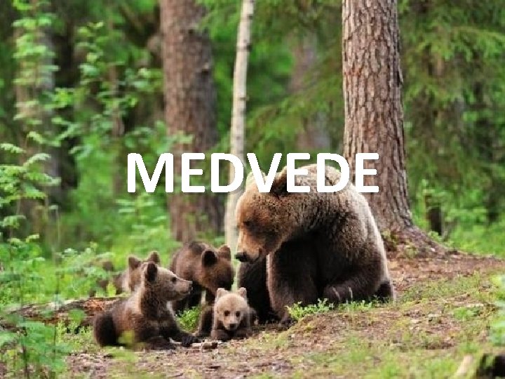 MEDVEDE 