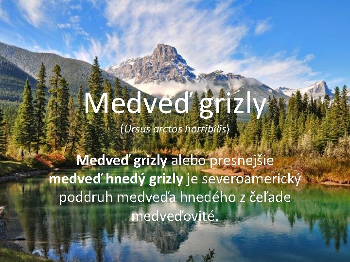 Medveď grizly (Ursus arctos horribilis) Medveď grizly alebo presnejšie medveď hnedý grizly je severoamerický