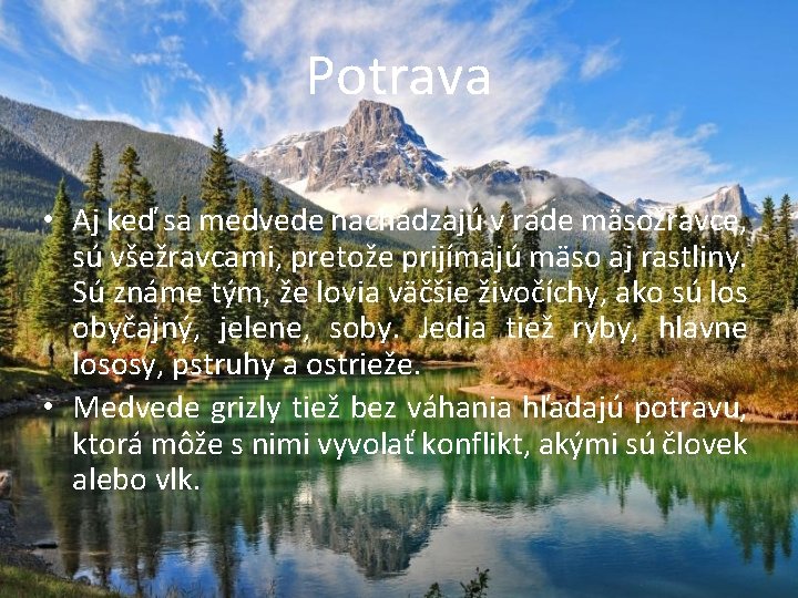 Potrava • Aj keď sa medvede nachádzajú v rade mäsožravce, sú všežravcami, pretože prijímajú