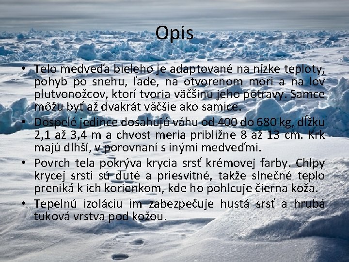 Opis • Telo medveďa bieleho je adaptované na nízke teploty, pohyb po snehu, ľade,