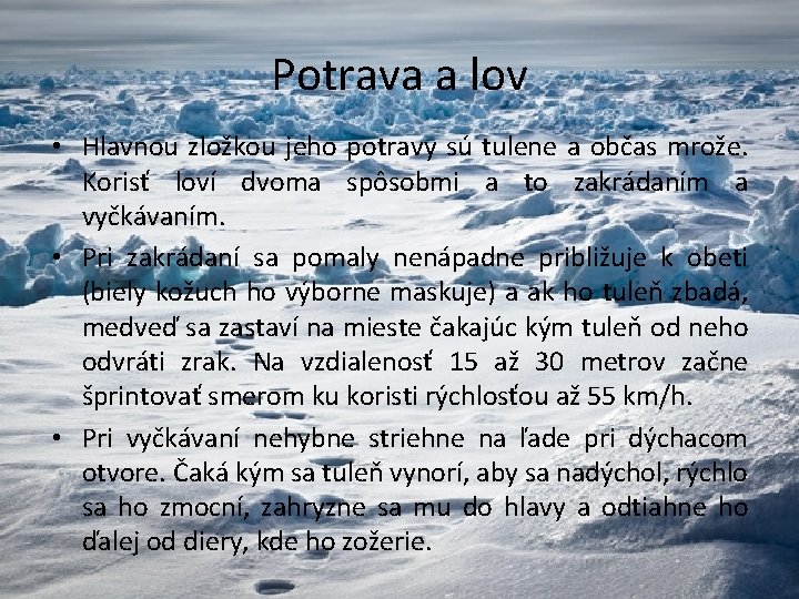 Potrava a lov • Hlavnou zložkou jeho potravy sú tulene a občas mrože. Korisť