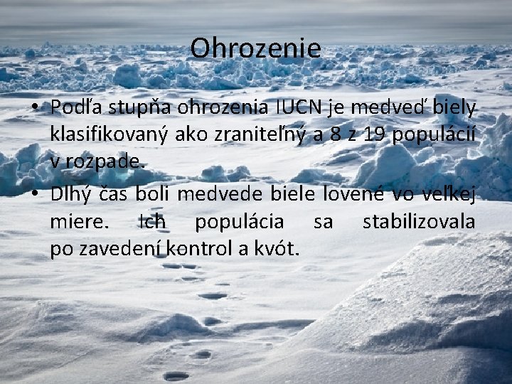 Ohrozenie • Podľa stupňa ohrozenia IUCN je medveď biely klasifikovaný ako zraniteľný a 8