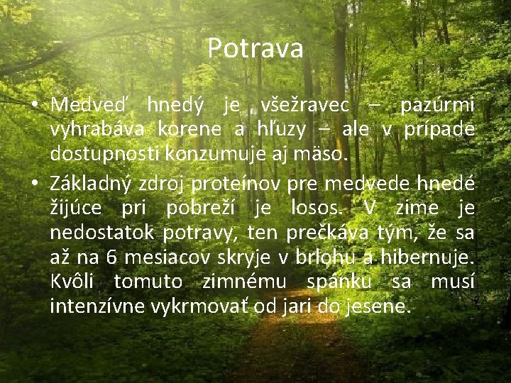 Potrava • Medveď hnedý je všežravec – pazúrmi vyhrabáva korene a hľuzy – ale