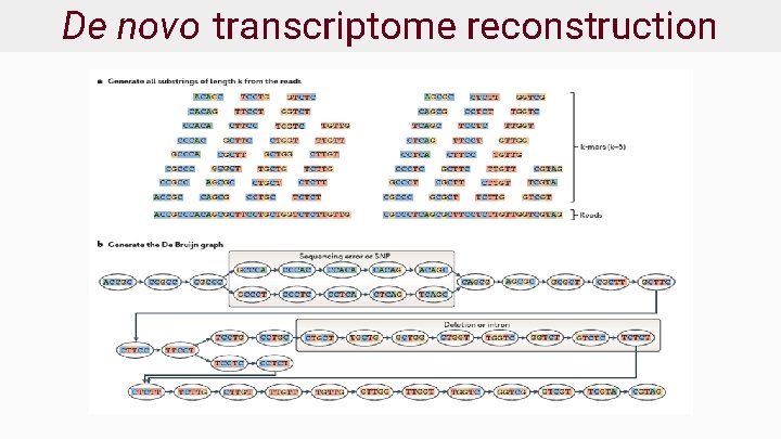 De novo transcriptome reconstruction 