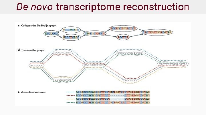 De novo transcriptome reconstruction 