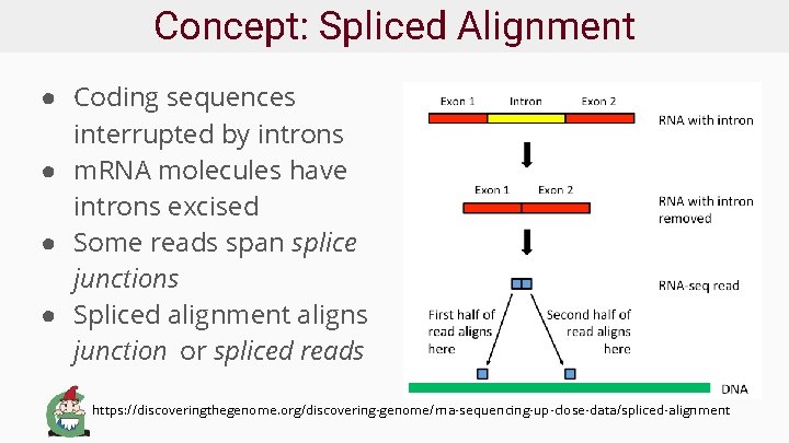 Concept: Spliced Alignment ● Coding sequences interrupted by introns ● m. RNA molecules have
