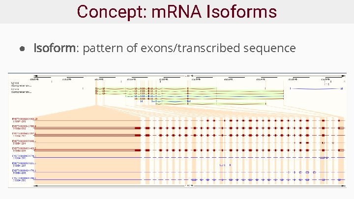 Concept: m. RNA Isoforms ● Isoform: pattern of exons/transcribed sequence 