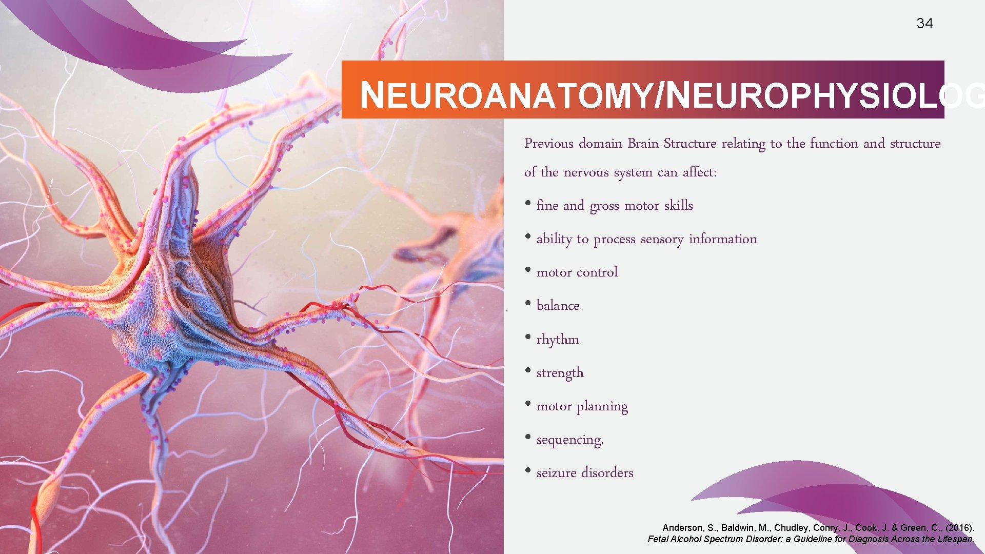 34 NEUROANATOMY/NEUROPHYSIOLOG Previous domain Brain Structure relating to the function and structure of the