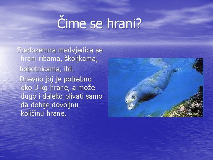 Čime se hrani? Sredozemna medvjedica se hrani ribama, školjkama, hobotnicama, itd. Dnevno joj je