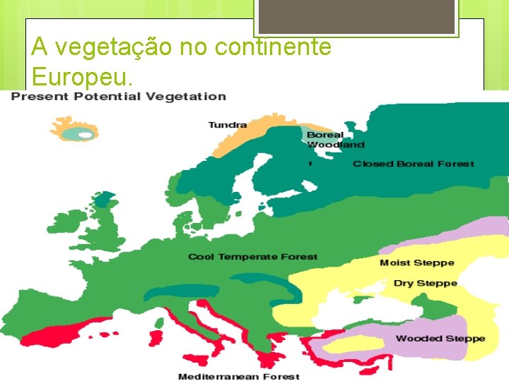 A vegetação no continente Europeu. 