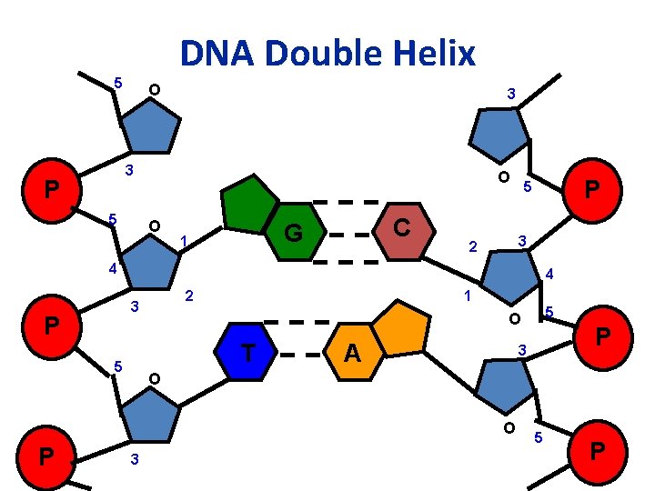 DNA Double Helix 5 O 3 3 P 5 O O C G 1