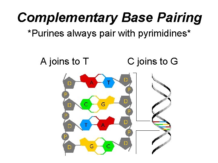 Complementary Base Pairing *Purines always pair with pyrimidines* A joins to T C joins