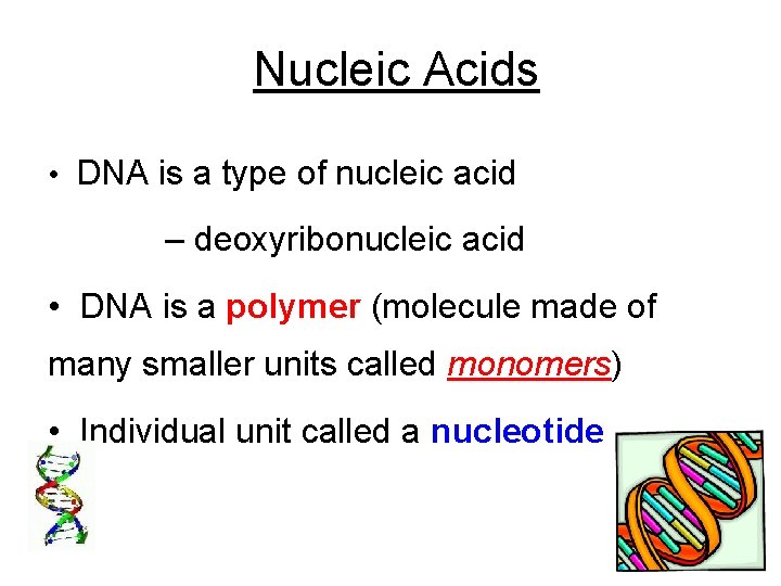 Nucleic Acids • DNA is a type of nucleic acid – deoxyribonucleic acid •