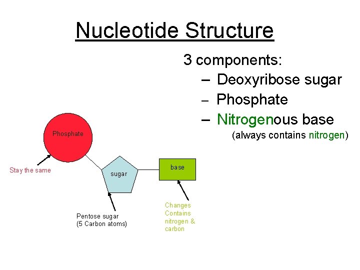 Nucleotide Structure 3 components: – Deoxyribose sugar – Phosphate – Nitrogenous base (always contains