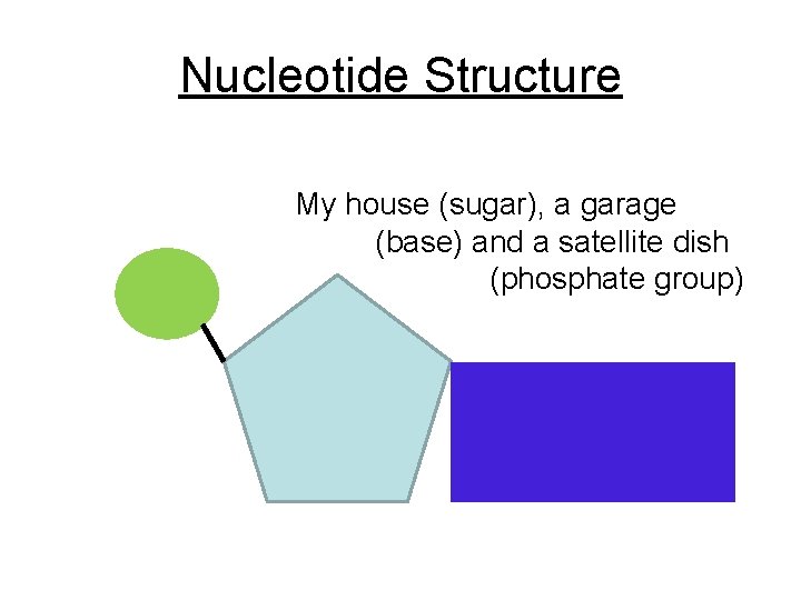 Nucleotide Structure Phosphate Group O O=P-O O My house (sugar), a garage (base) and