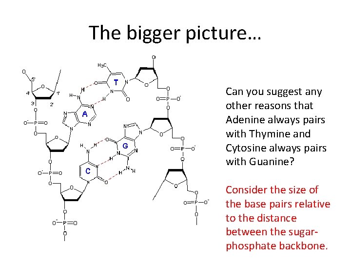The bigger picture… Can you suggest any other reasons that Adenine always pairs with