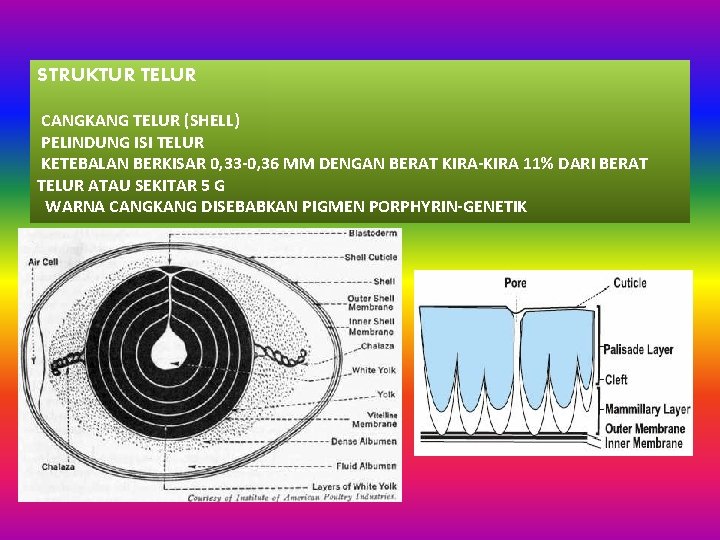 STRUKTUR TELUR CANGKANG TELUR (SHELL) PELINDUNG ISI TELUR KETEBALAN BERKISAR 0, 33 -0, 36 STRUKTUR TELUR CANGKANG TELUR (SHELL) PELINDUNG ISI TELUR KETEBALAN BERKISAR 0, 33 -0, 36