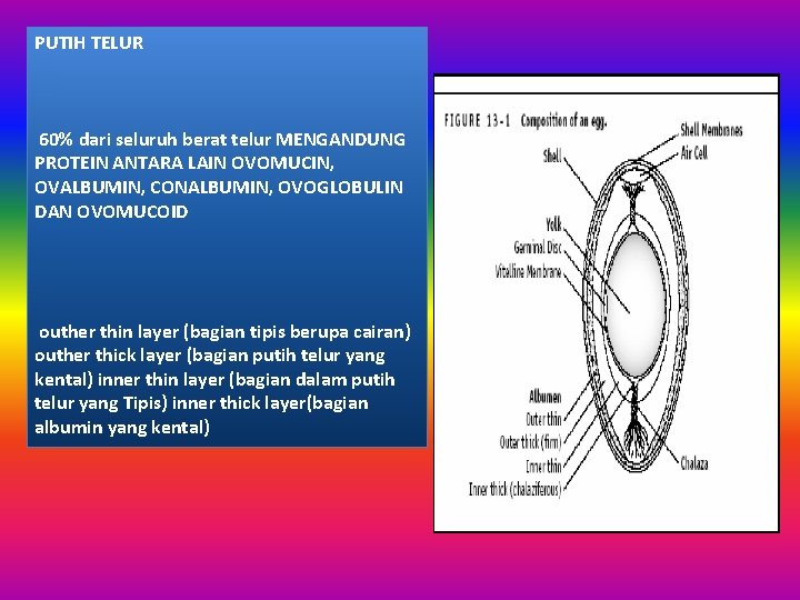 PUTIH TELUR 60% dari seluruh berat telur MENGANDUNG PROTEIN ANTARA LAIN OVOMUCIN, OVALBUMIN, CONALBUMIN, PUTIH TELUR 60% dari seluruh berat telur MENGANDUNG PROTEIN ANTARA LAIN OVOMUCIN, OVALBUMIN, CONALBUMIN,