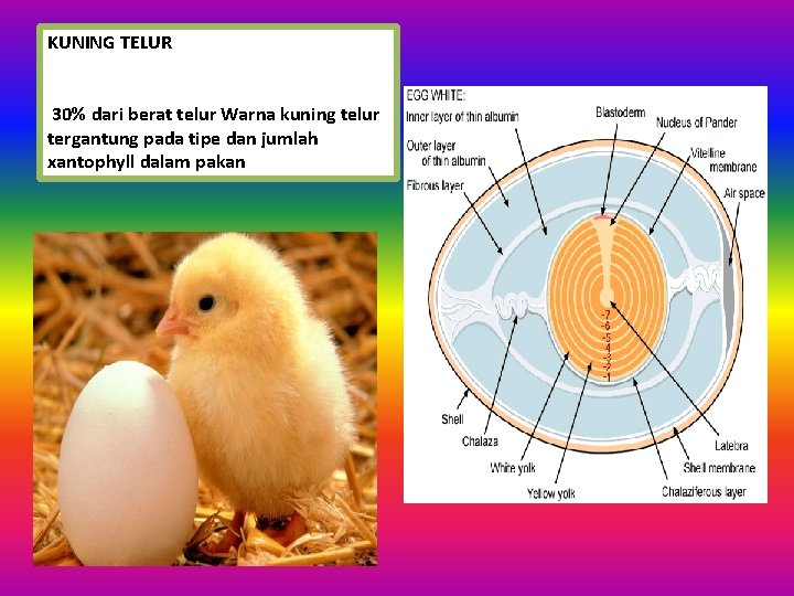KUNING TELUR 30% dari berat telur Warna kuning telur tergantung pada tipe dan jumlah KUNING TELUR 30% dari berat telur Warna kuning telur tergantung pada tipe dan jumlah