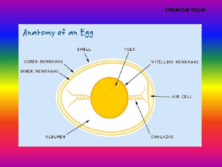 STRUKTUR TELUR STRUKTUR TELUR