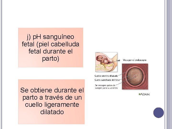 j) p. H sanguíneo fetal (piel cabelluda fetal durante el parto) Se obtiene durante