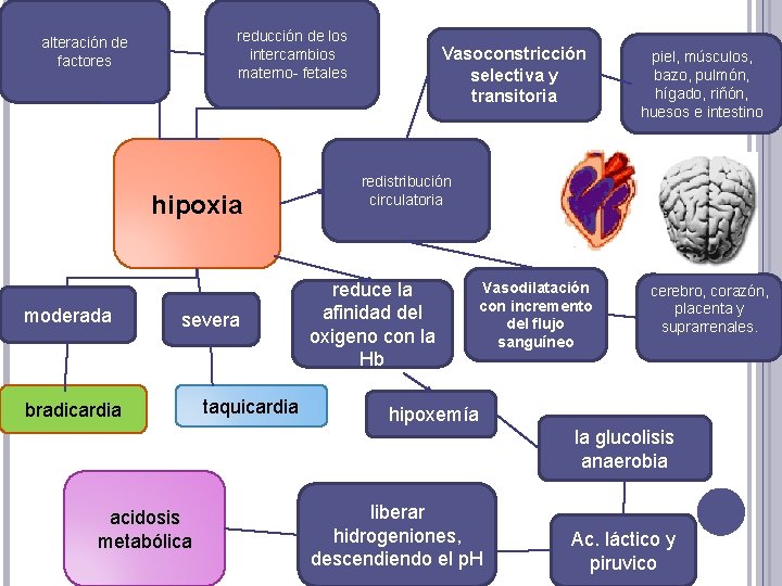 reducción de los intercambios materno- fetales alteración de factores hipoxia moderada severa bradicardia taquicardia